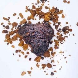 Chaga paddenstoel biologisch kaapa mushrooms