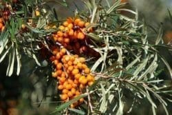sea buckthorn berry