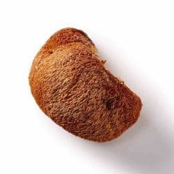 lions mane mushroom bio mushrooms life