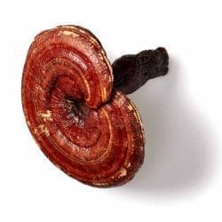 champignon reishi champignons biologiques vie