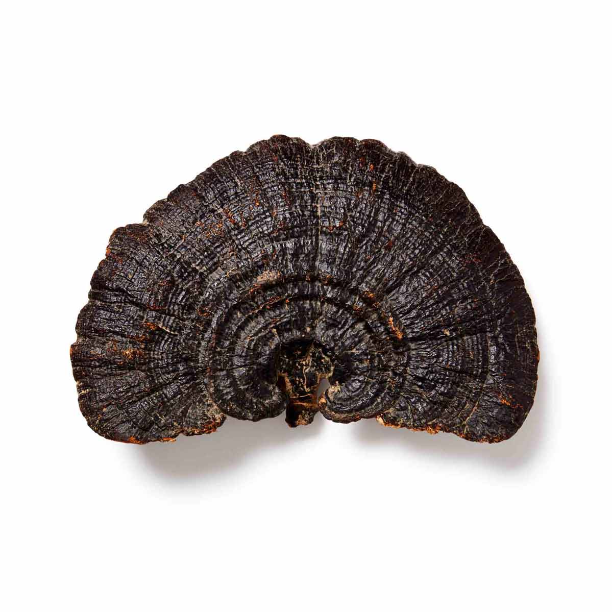 reishi sporen paddenstoel mushrooms life